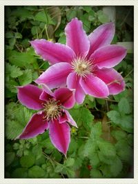 Close-up of pink flowers