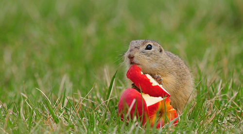 Close-up of squirrel on grassy field