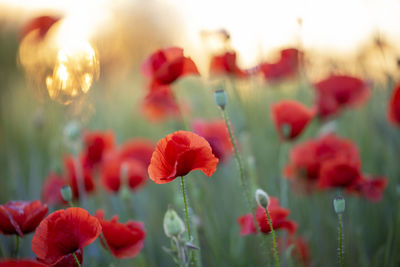 Close-up of red poppy flowers on field