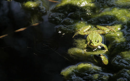 Frog in the sun in a swamp