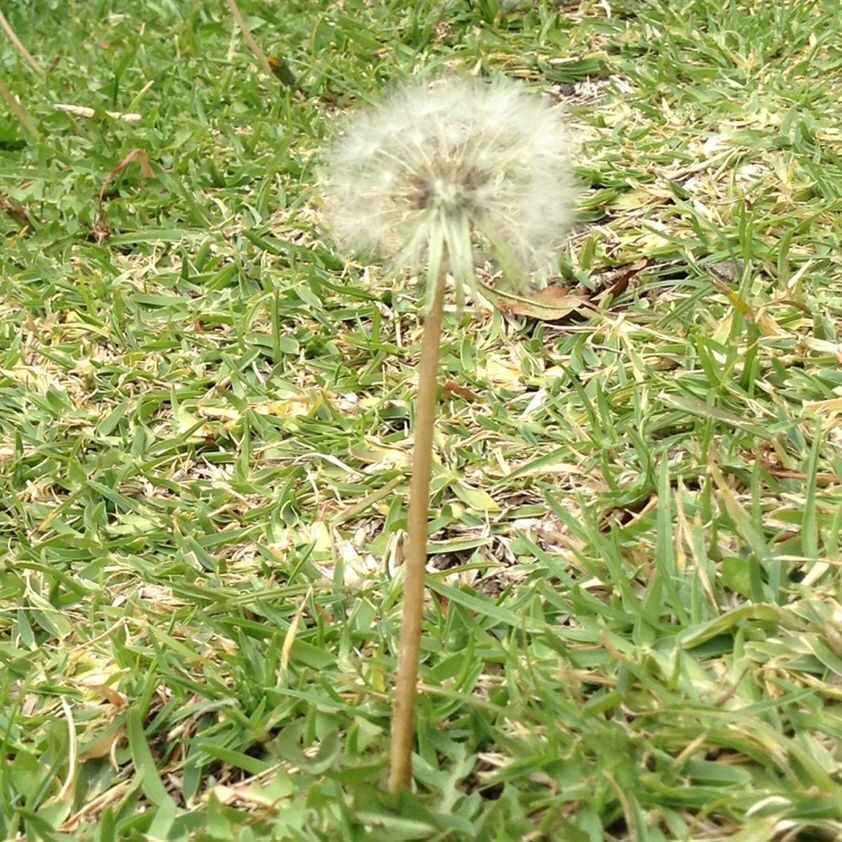 dandelion, growth, flower, grass, fragility, freshness, nature, plant, green color, field, beauty in nature, white color, uncultivated, flower head, wildflower, stem, close-up, single flower, day, outdoors