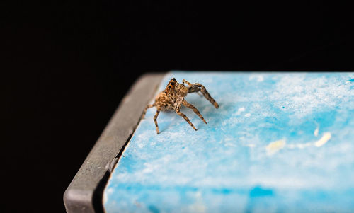 High angle view of spider on metal