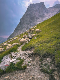 Sheeps grazing on  gran sasso mountain slope after summer storm 
