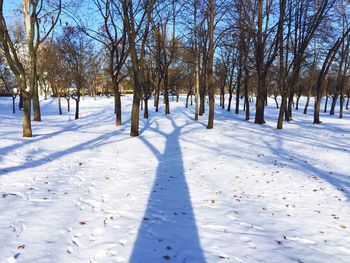 Bare trees on snow covered landscape against clear sky