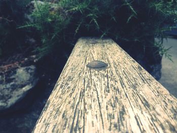 Close-up of wooden plank on tree trunk