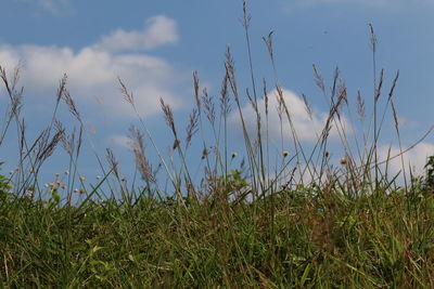 Scenic view of grassy field against sky