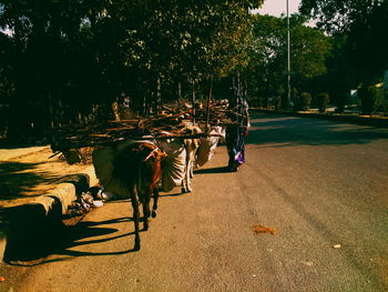 Horse cart on street against trees