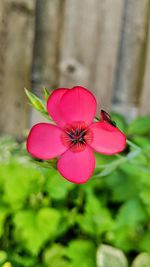 Close-up of pink flower