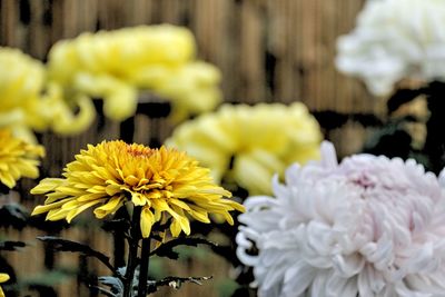 Close-up of yellow flowers blooming outdoors