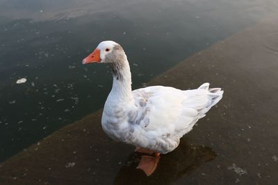 High angle view of duck swimming in lake