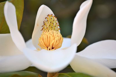 Close-up of white flowering plant