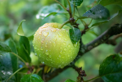 Close-up of wet plant