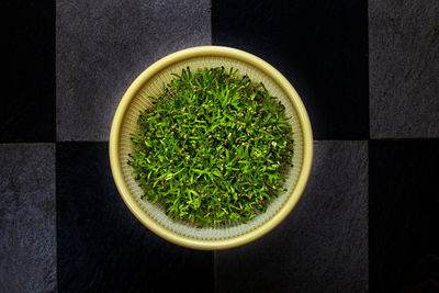 High angle view of green plants on table
