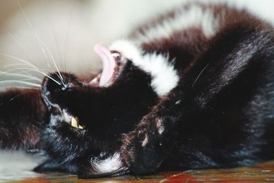 Close-up of cat resting