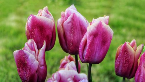 Close-up of pink flowering plant on field