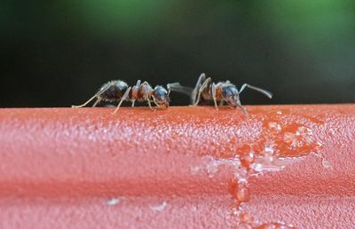 Close-up of insect