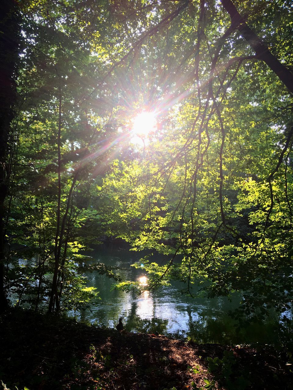 SUNLIGHT STREAMING THROUGH TREE IN FOREST