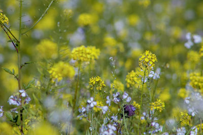 Close-up of yellow flowering plant on field