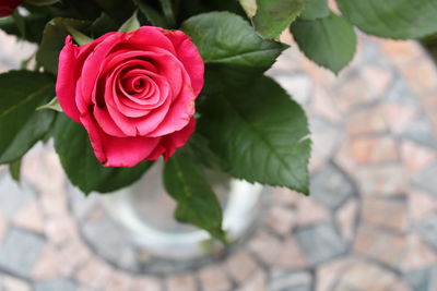 Close-up of rose plant