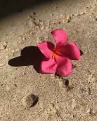 High angle view of pink flower on sand