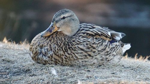 Close-up of a duck