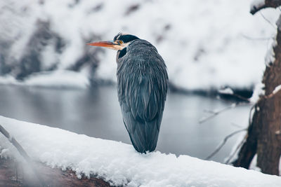 Bird on a snow