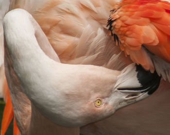 Close-up of bird