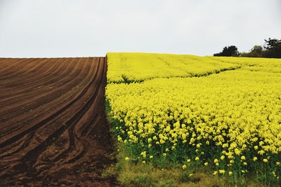 Scenic view of agricultural field against sky