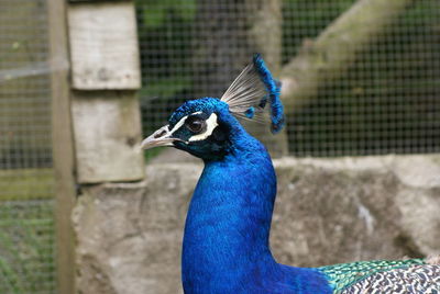 Blue peacock against fence