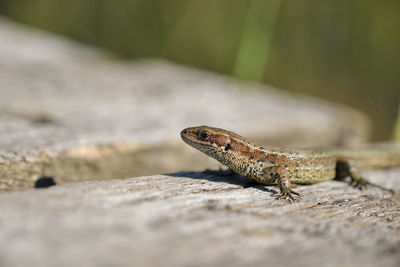 Close-up of lizard on rock