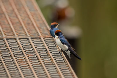 Close-up of bird perching