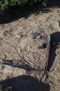 High angle view of man relaxing on sand