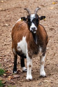 Portrait of goat standing on field