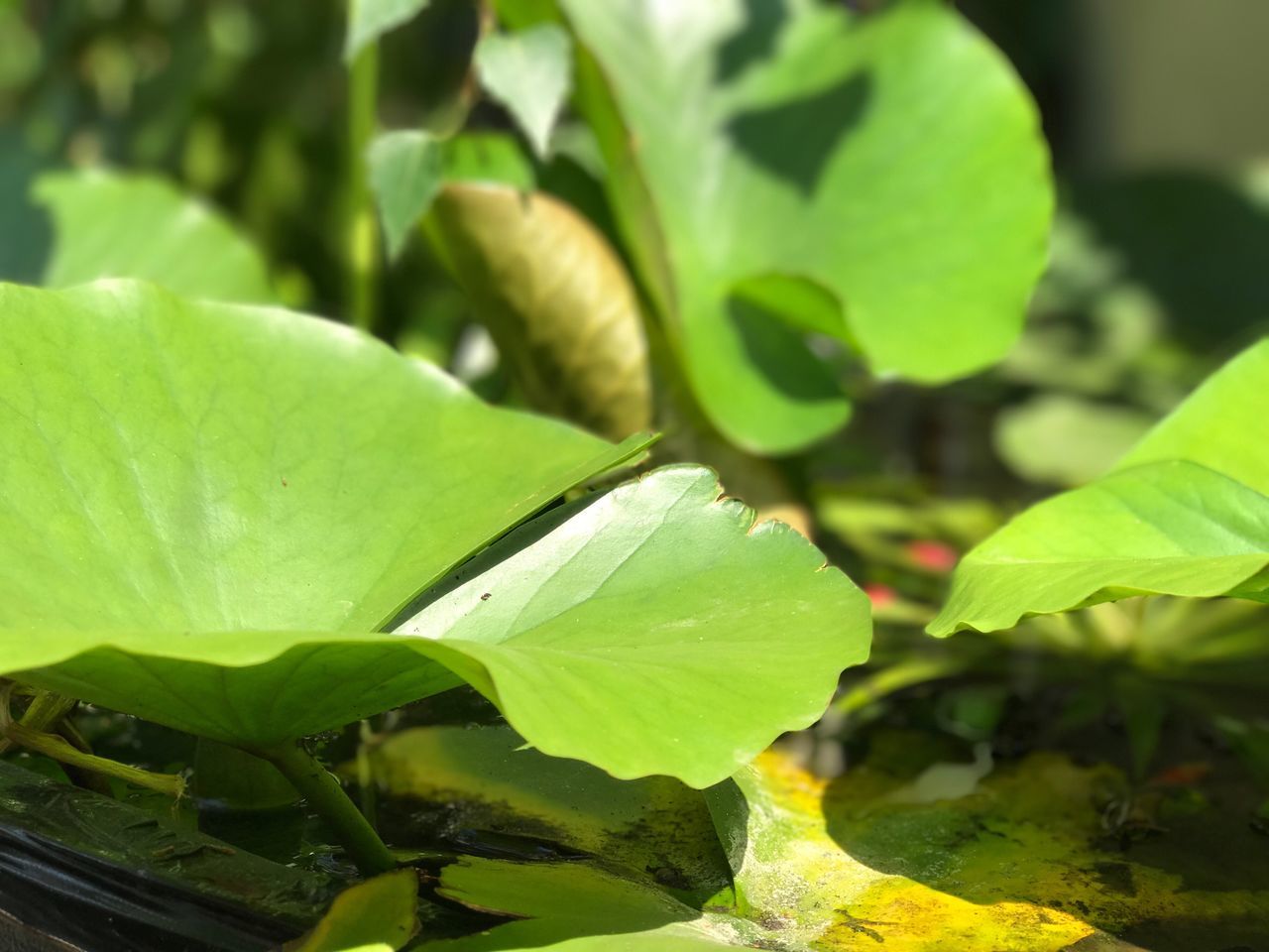 leaf, green color, growth, nature, plant, day, close-up, beauty in nature, outdoors, no people, freshness, fragility