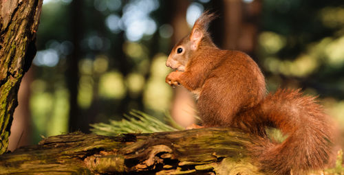 Close-up of squirrel on tree