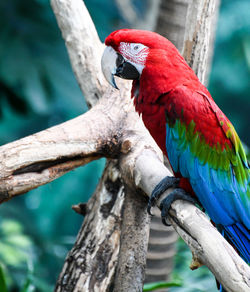 Close-up of parrot perching on branch