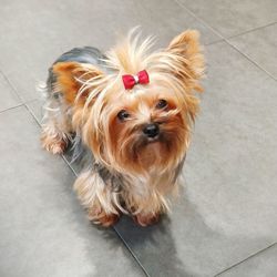 High angle portrait of a dog