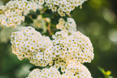Close-up of white flowering plant