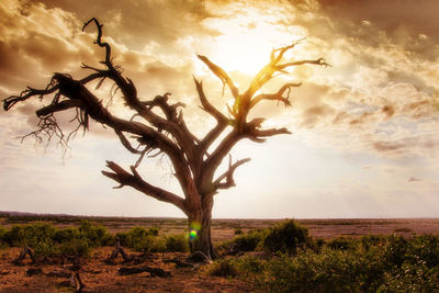 Tree on field against sky during sunset