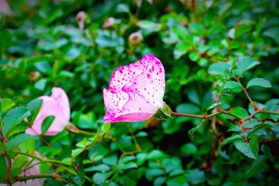 Close-up of pink flower blooming outdoors