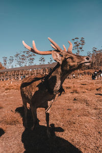 View of deer on field