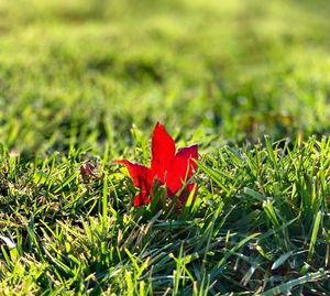Close-up of red maple leaf on field