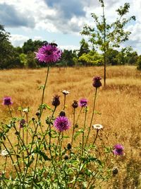 Close up of purple flowers blooming in field