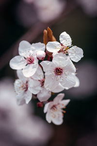 Close-up of white cherry blossoms