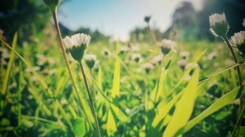 Close-up of fresh plants in field