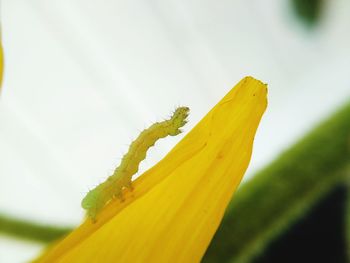 Close-up of yellow flowering plant against sky