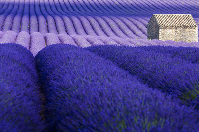 Full frame shot of lavenders growing in farm