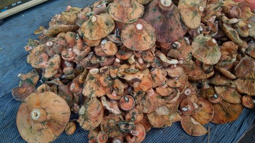 High angle view of mushrooms growing in market