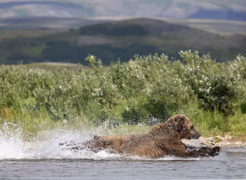 Brown bear jumps into river to catch a king salmon