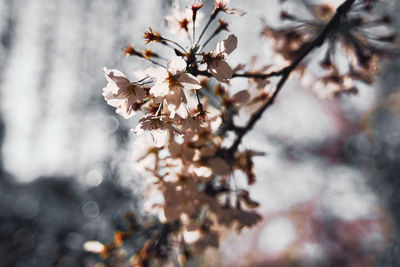 Close-up of cherry blossoms in spring